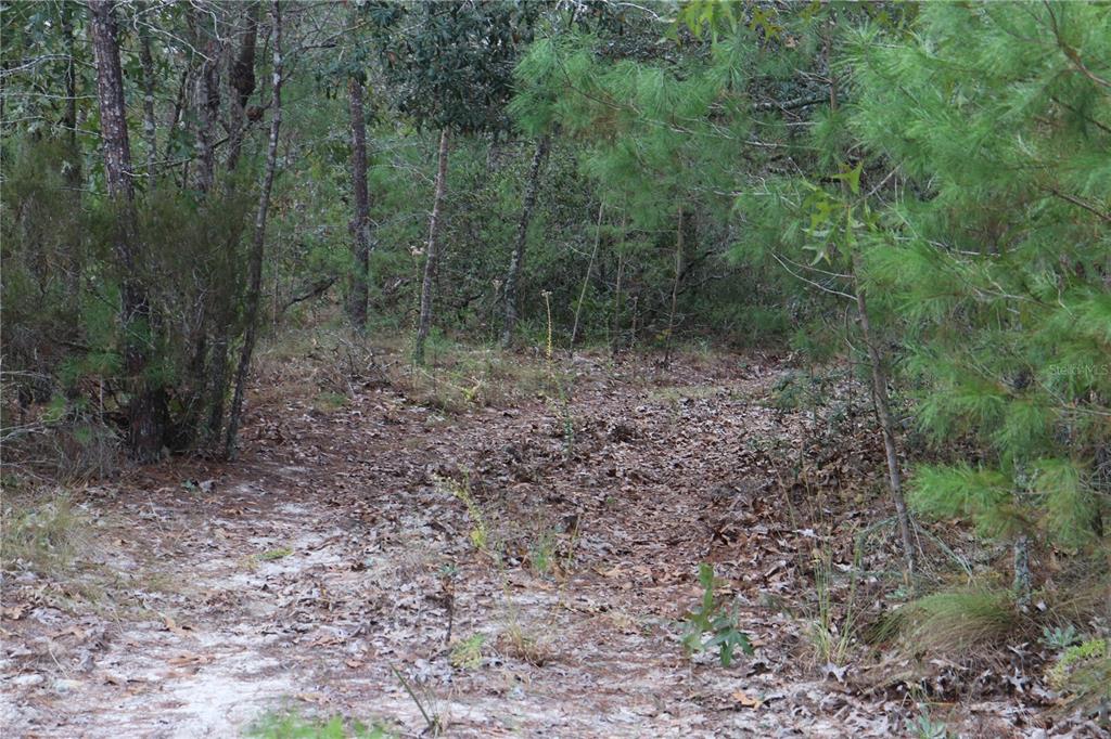 A wooded area with sandy ground covered in fallen leaves and pine trees — 9478 N TIMBER CREEK TERRACE, DUNNELLON, FL