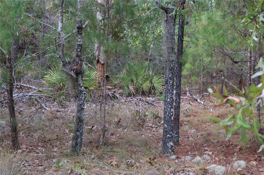 A wooded area featuring pine trees, oak saplings, and a small palmetto bush — 9478 N TIMBER CREEK TERRACE, DUNNELLON, FL