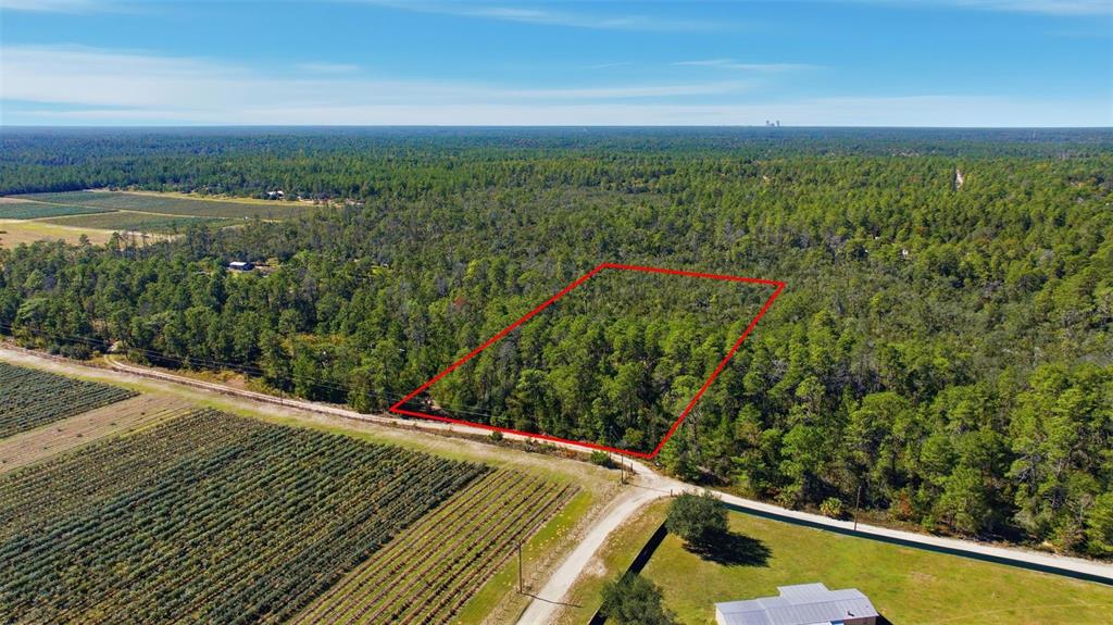 This photo shows a dense, wooded area with pine trees and various shrubs — 9478 N TIMBER CREEK TERRACE, DUNNELLON, FL