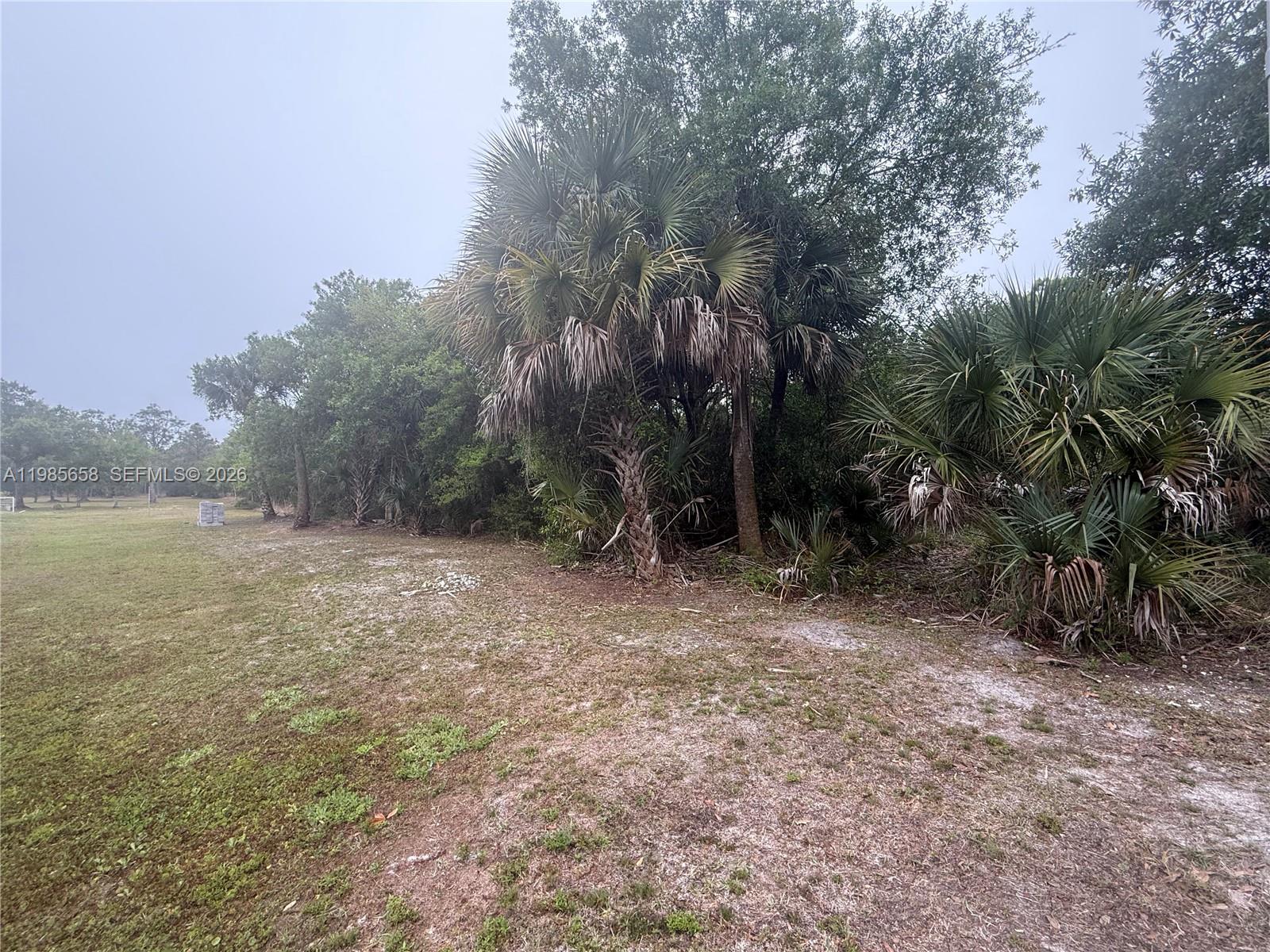 A grassy, sandy lot features a cluster of palm trees and dense foliage — GOLDEN GATE EST E 46, Naples FL 34120, NAPLES, FL