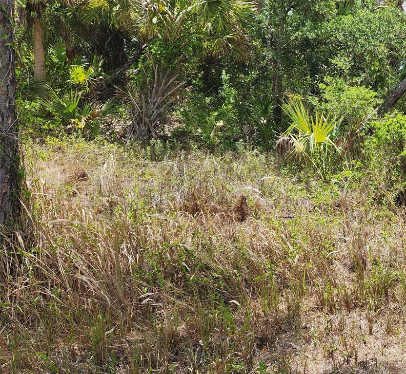 A view of a grassy, overgrown lot with dense trees and palmetto bushes in the background — INVERNESS STREET, NORTH PORT, FL