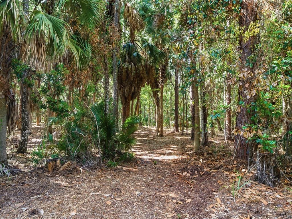 A dirt path winds through a dense forest filled with palm trees and tall pines — OSOWAW BOULEVARD, SPRING HILL, FL