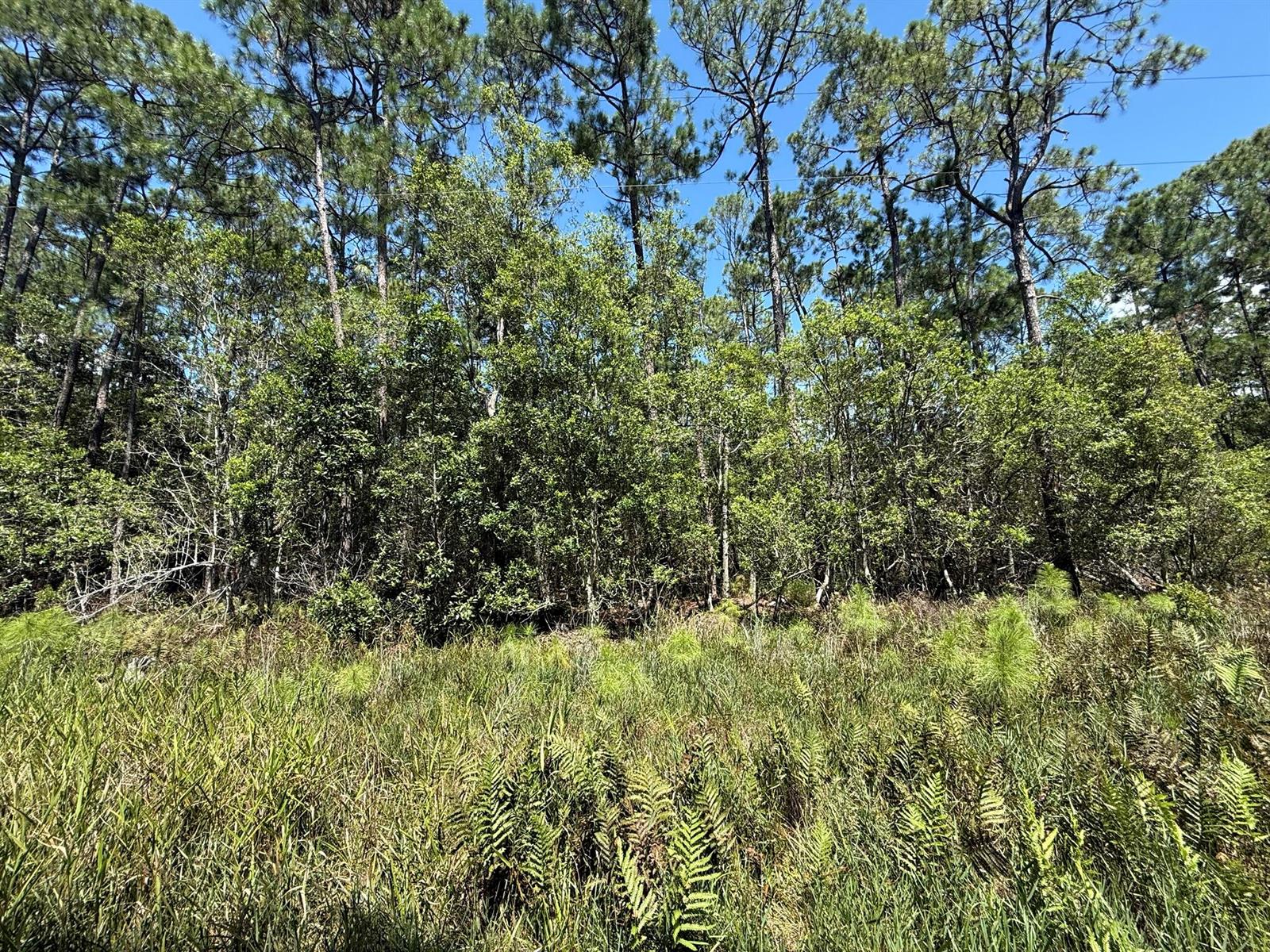 A grassy, fern-covered field sits in front of a dense line of pine and hardwood trees — 210 SE 2nd Street, FL 32139, FL