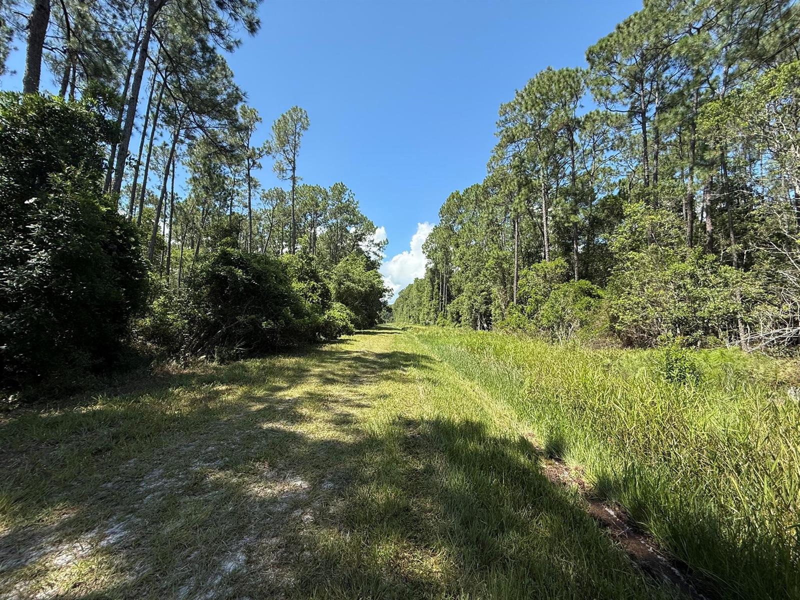 A grassy path leads through a wooded area under a clear blue sky — 210 SE 2nd Street, FL 32139, FL