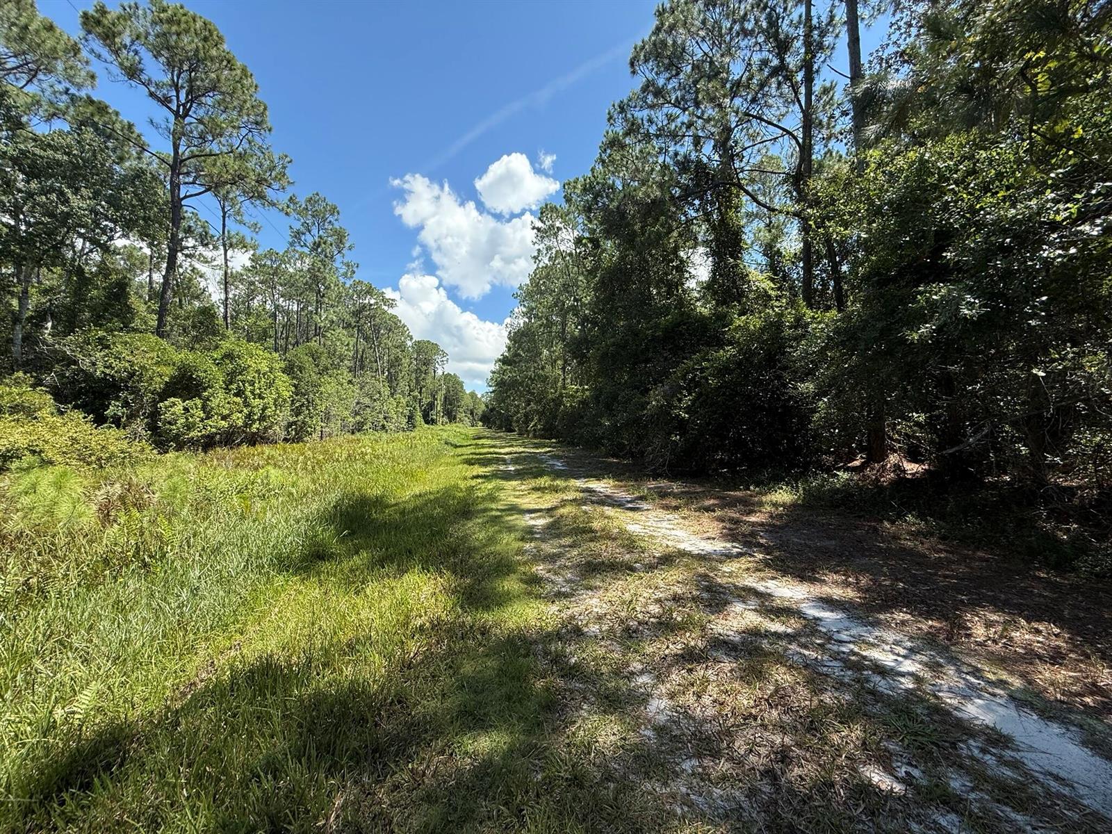A dirt path runs through a grassy field bordered by tall pine trees and dense woods — 210 SE 2nd Street, FL 32139, FL
