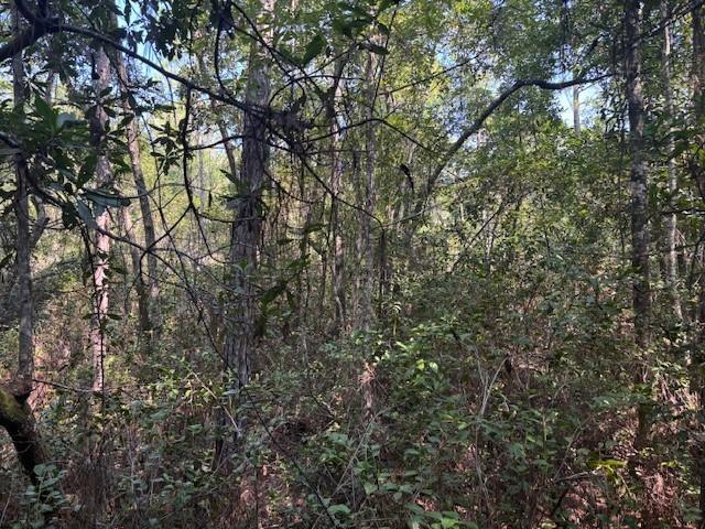 A dense, wooded area filled with various trees and thick underbrush under a bright sky — 224 SE 8th Avenue, Palatka FL 32177, PALATKA, FL