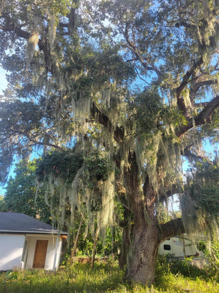 A large, mature oak tree draped in Spanish moss stands next to a small house — 1817 Palm Boulevard, Melbourne FL 32901, MELBOURNE, FL