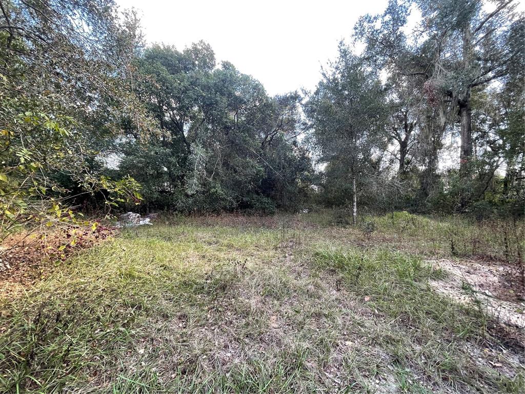 A grassy, overgrown lot is bordered by a dense line of mature trees — 20180 SE 141ST STREET, UMATILLA, FL