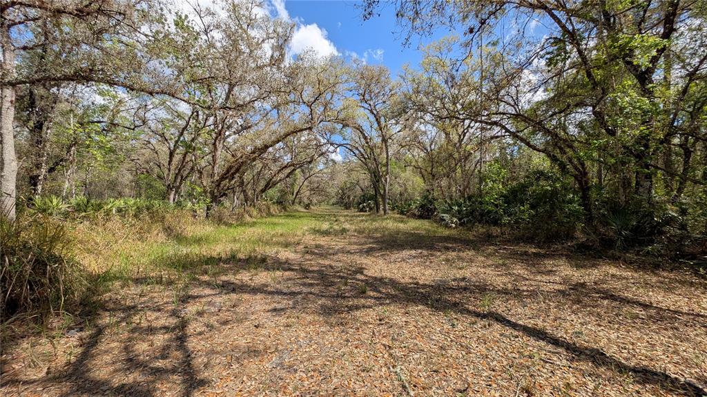 A dirt path leads through a wooded area with tall trees and scattered dry leaves — GILLETTE ROAD, ZOLFO SPRINGS, FL