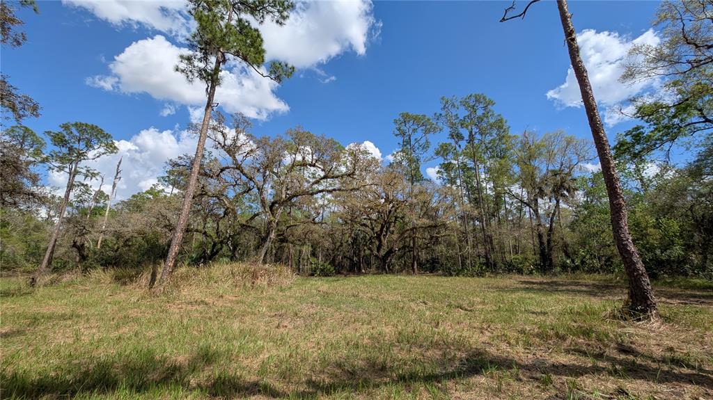 A grassy clearing is bordered by a dense forest of tall pine and oak trees — GILLETTE ROAD, ZOLFO SPRINGS, FL