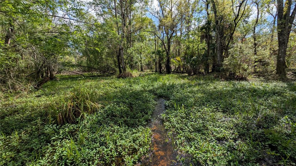 A narrow stream flows through a lush, green wetland area surrounded by dense forest trees — GILLETTE ROAD, ZOLFO SPRINGS, FL
