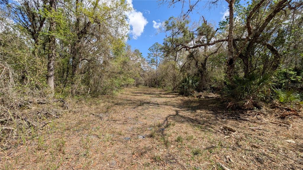 A dirt path leads through a wooded area with dense trees and scattered dry vegetation — GILLETTE ROAD, ZOLFO SPRINGS, FL