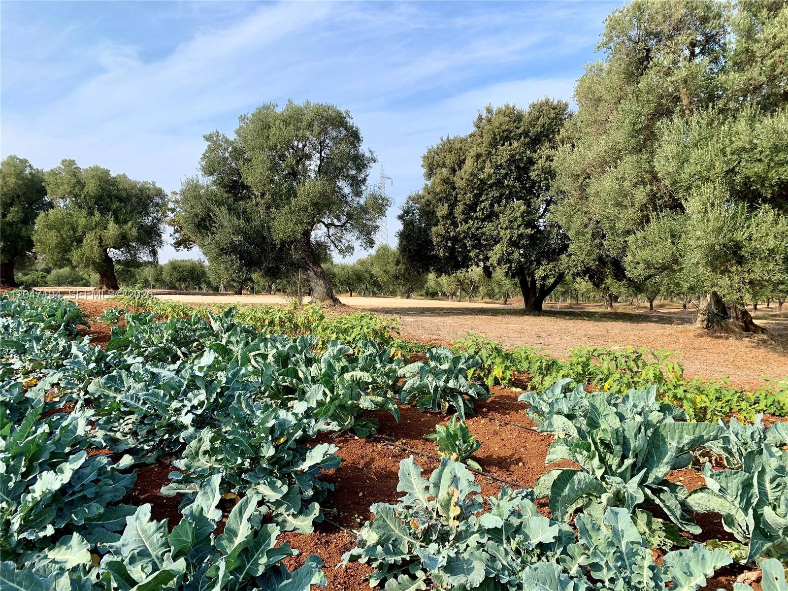 A vegetable garden with leafy green plants sits in front of a grove of olive trees — AR