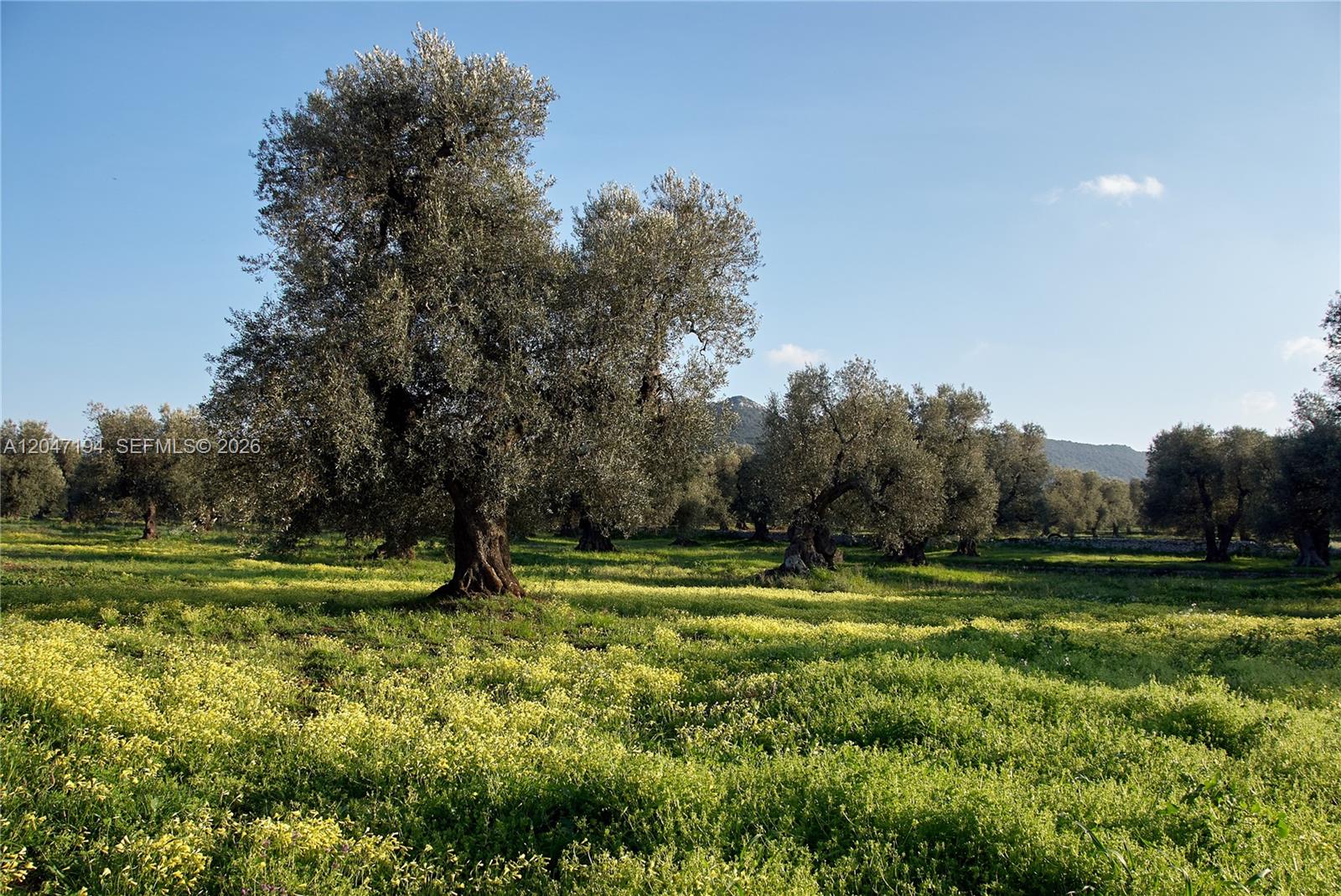 A large olive grove features mature trees scattered across a field of yellow wildflowers — AR