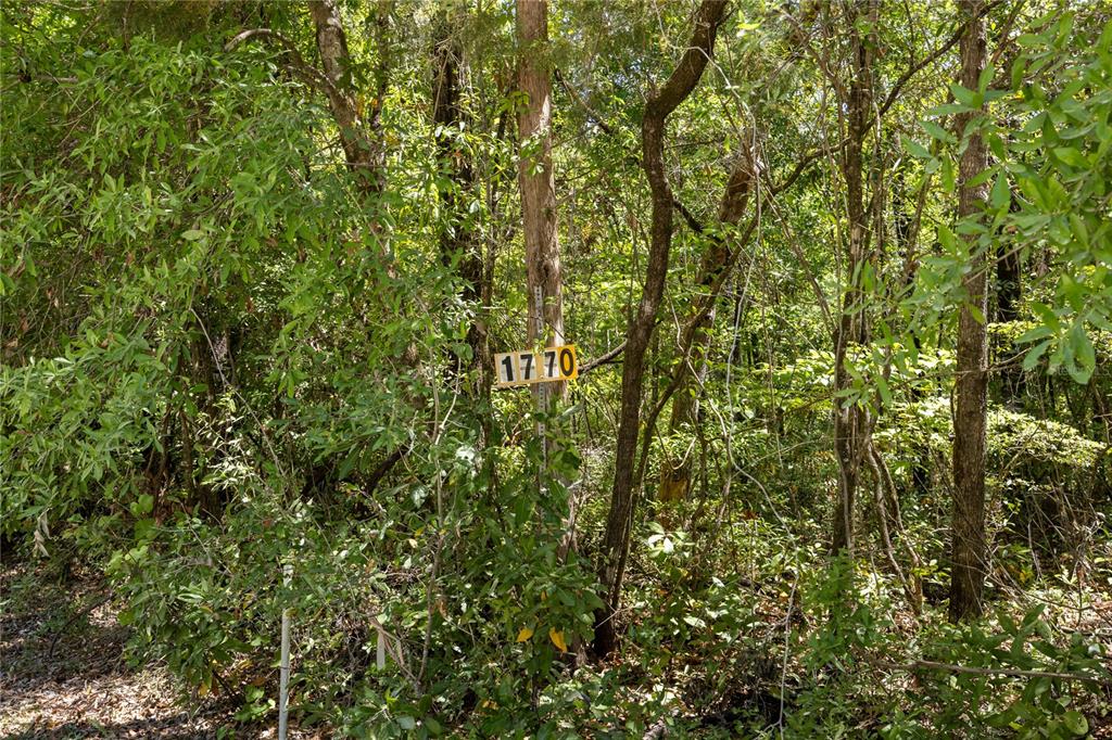 SW LONCALA LOOP, FORT WHITE, FL — photo 3 of 19