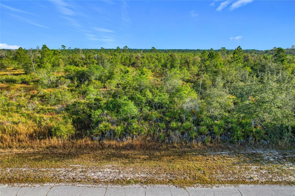 An eye-level view of a vacant, wooded lot with native vegetation bordering a paved road — LOT 81 MEADOW LARK BOULEVARD, LAKE WALES, FL