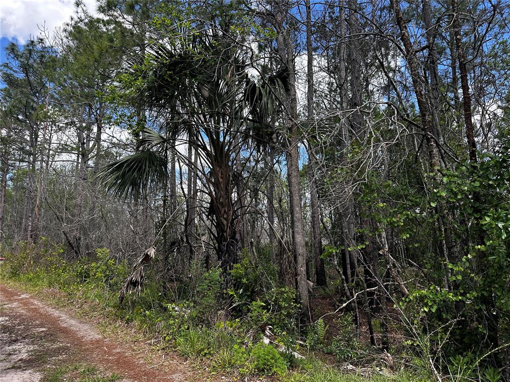 A dirt path runs alongside a wooded area featuring a large palm tree and pines — 00 KOLA ROAD, NEW SMYRNA BEACH, FL