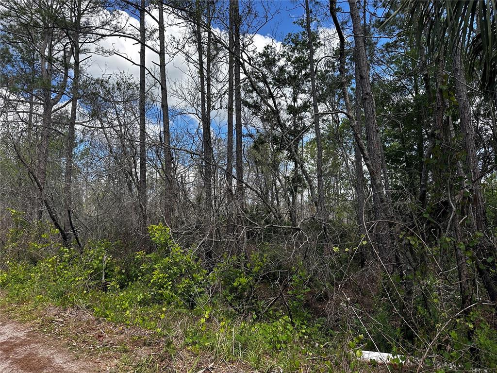 A wooded lot with tall pine trees and dense undergrowth along a dirt path — 00 KOLA ROAD, NEW SMYRNA BEACH, FL