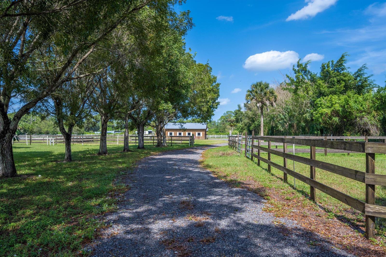 A gravel driveway leads toward a wooden barn between rows of trees and fenced pastures — 13717 E Citrus Drive, FL 33470, FL