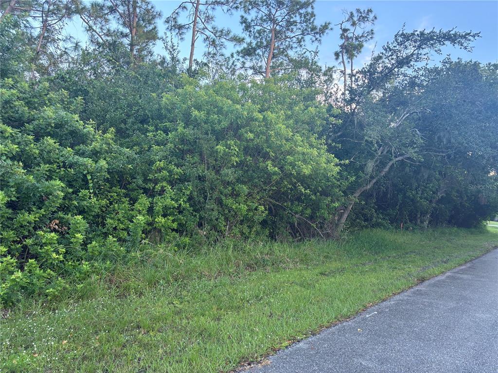 A dense, wooded lot borders a paved road under a clear blue sky — 919 PHYLLIS TERRACE, PORT CHARLOTTE, FL
