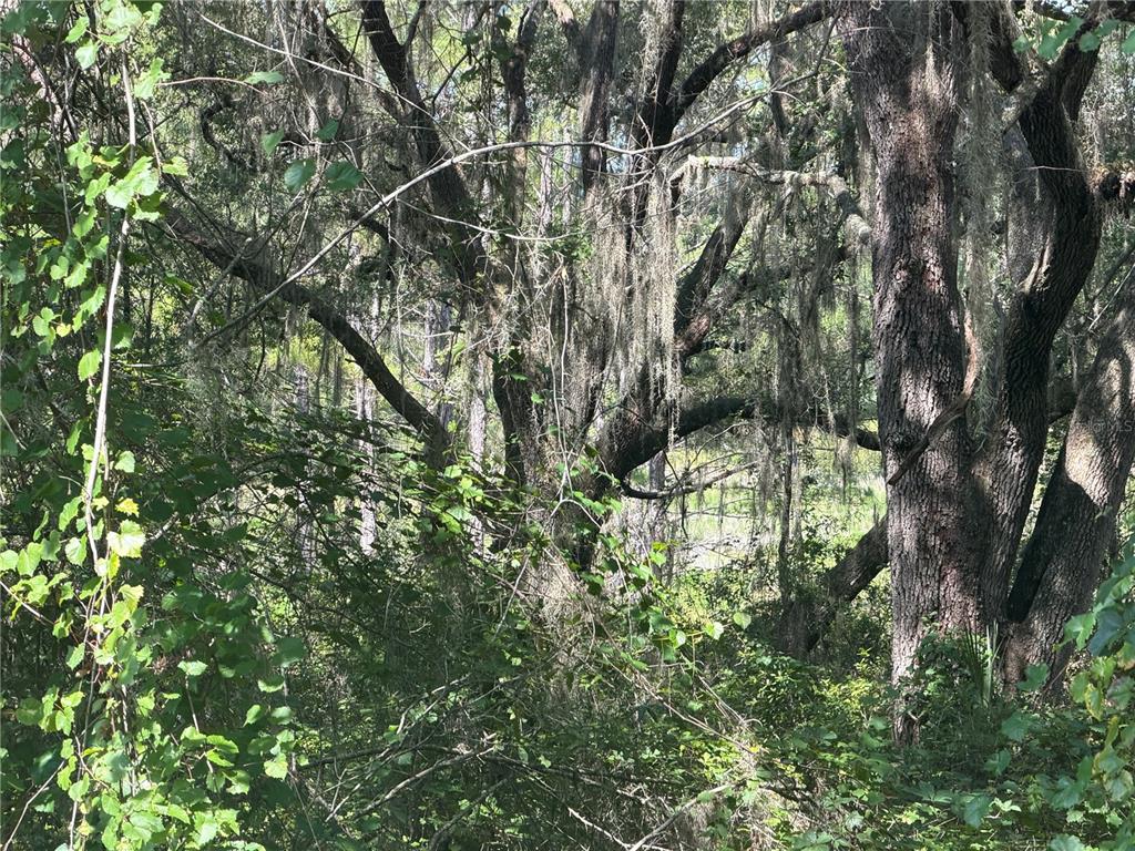 A dense, wooded area features large trees draped with Spanish moss and thick undergrowth — TBD GUAVA TERRACE, OCKLAWAHA, FL