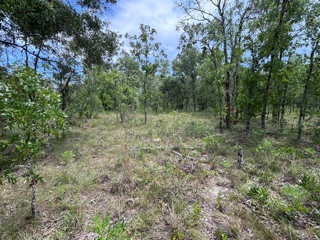 A view of a wooded lot with tall grass and scattered trees under a blue sky — SE 16 LANE, MORRISTON, FL