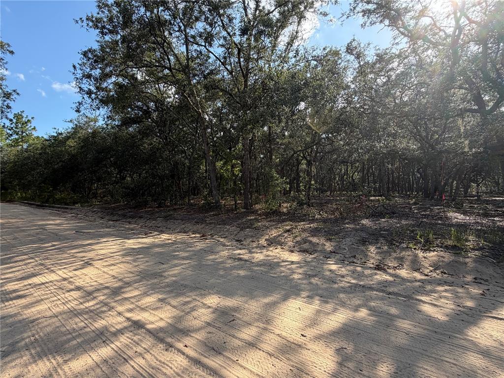 A dirt road runs alongside a wooded lot with dense trees and sandy ground — 103 SW 53RD AVENUE, INTERLACHEN, FL