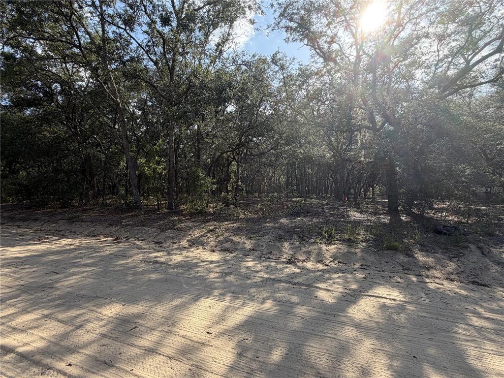 A sandy road runs along the edge of a wooded lot with dense trees — 103 SW 53RD AVENUE, INTERLACHEN, FL