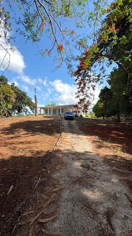 A concrete driveway leads toward a white house framed by trees with red flowers — Ranchos Nativos ORQUIDEA ST LOT 43, VEGA ALTA, PR