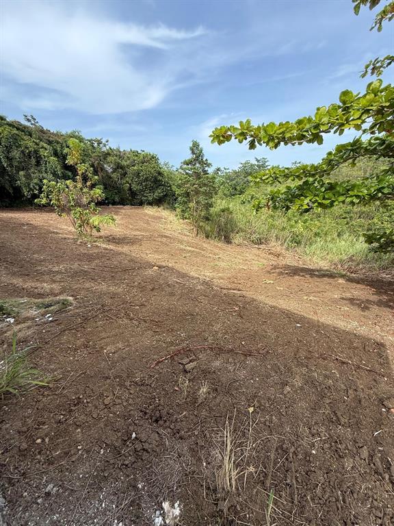 A cleared, sloped plot of land bordered by trees and dense vegetation under a blue sky — Ranchos Nativos ORQUIDEA ST LOT 43, VEGA ALTA, PR