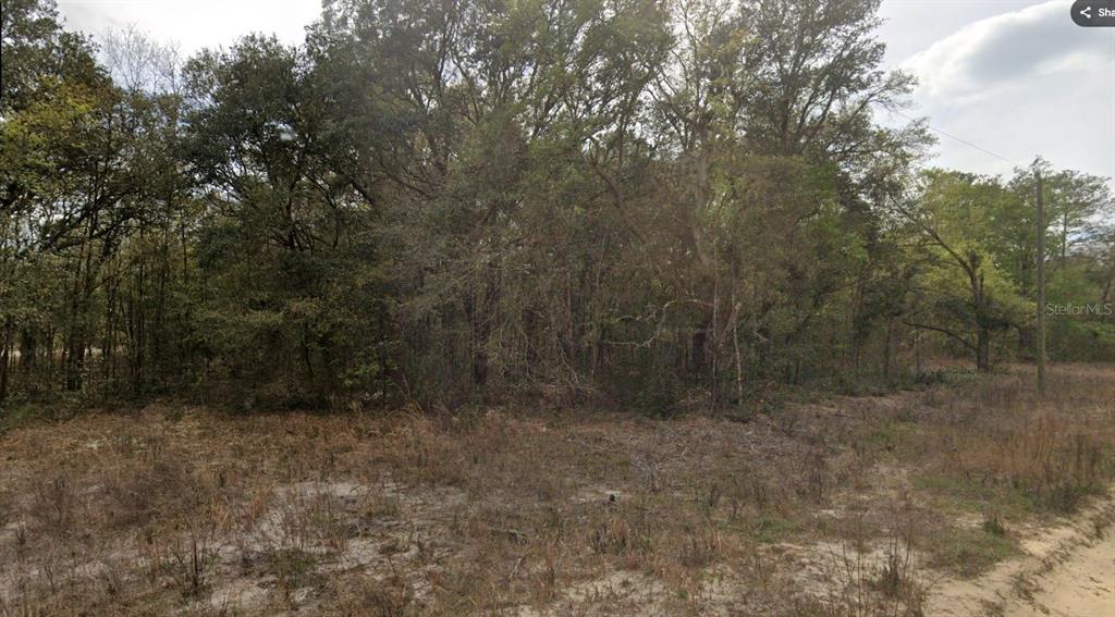 A view of a wooded lot with dry grass and sandy soil in the foreground — 000 JERNIGAN STREET, INTERLACHEN, FL