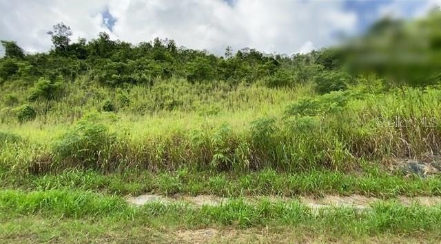 CARR 30 & CARR 203, GURABO, PR — photo 3 of 3