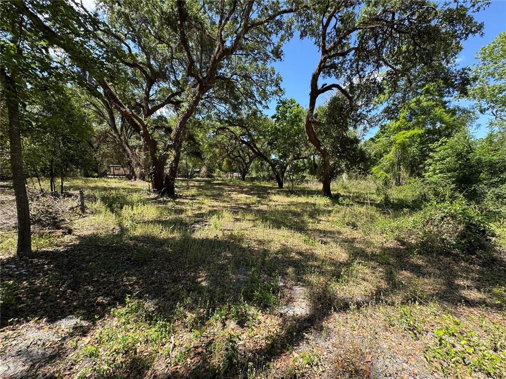 A wooded, grassy lot features several large, mature oak trees under a clear blue sky — TANNAHILL STREET, DADE CITY, FL