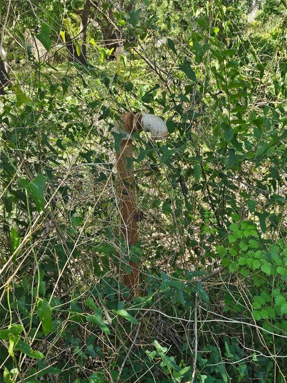 A rusty metal pipe with a curved top stands amidst dense green vegetation and vines — TANNAHILL STREET, DADE CITY, FL