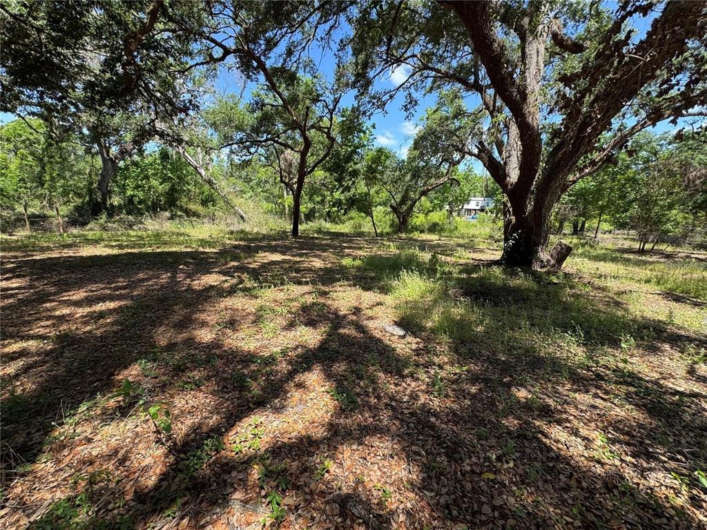 A wooded, grassy lot features several large oak trees under a clear blue sky — TANNAHILL STREET, DADE CITY, FL