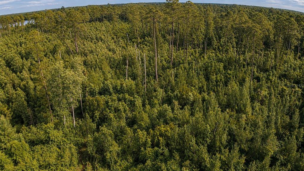 An aerial view of a dense, wooded forest with tall pine trees and lush greenery — 11005 SE 165TH TERRACE ROAD, OCKLAWAHA, FL