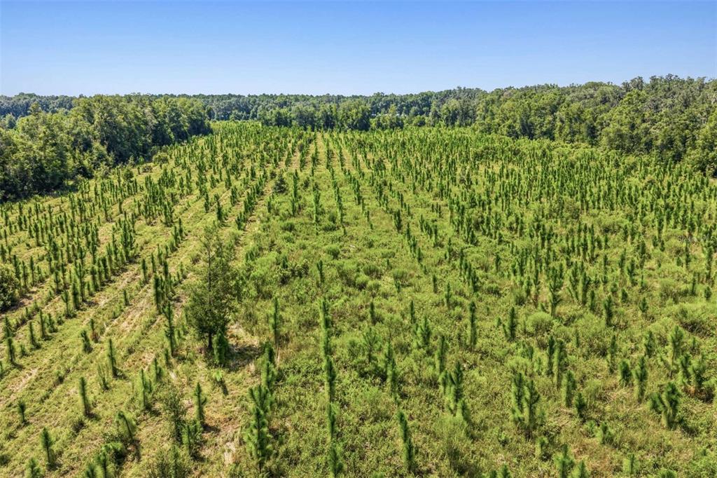 An aerial view shows a field of young pine trees planted in rows — 20109 NW 62ND AVENUE, ALACHUA, FL