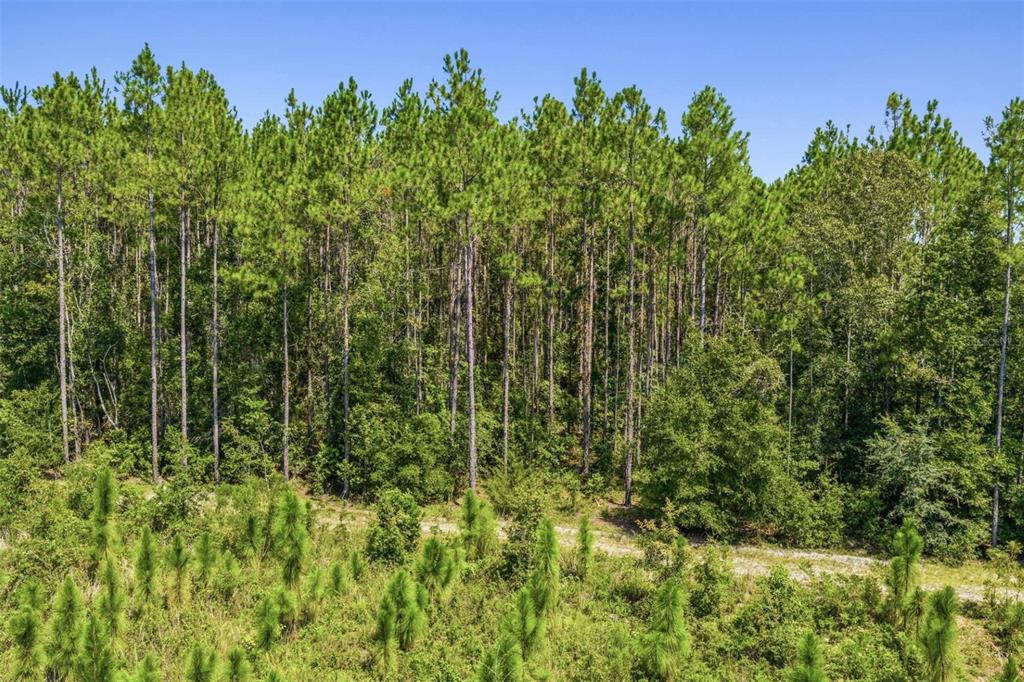 A dirt path runs through a field of young pines in front of a dense forest — 20109 NW 62ND AVENUE, ALACHUA, FL