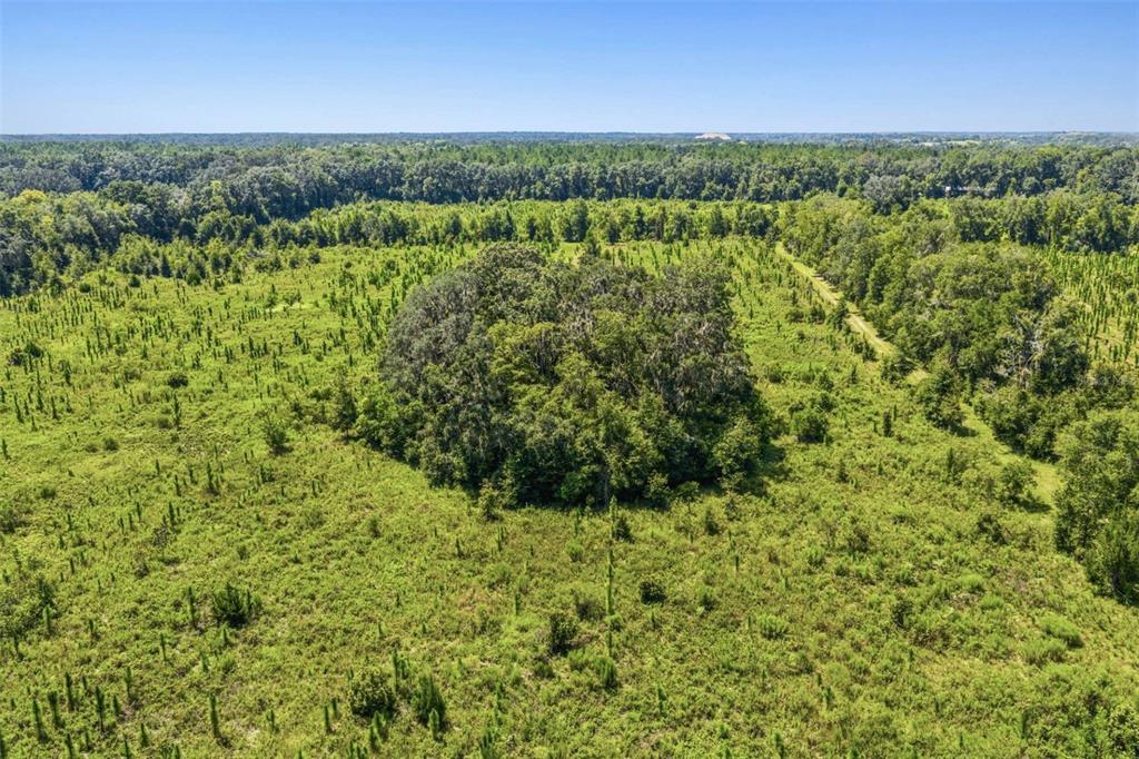 An aerial view shows a large, dense cluster of trees surrounded by open, grassy fields — 20109 NW 62ND AVENUE, ALACHUA, FL