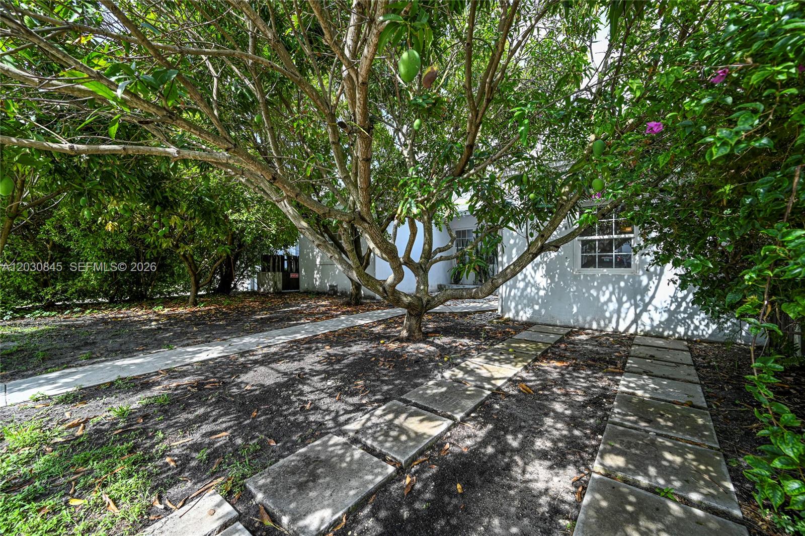 A large mango tree shades a white house with a paved walkway and stepping stones — 8942 Carlyle Ave, Surfside FL 33154, SURFSIDE, FL