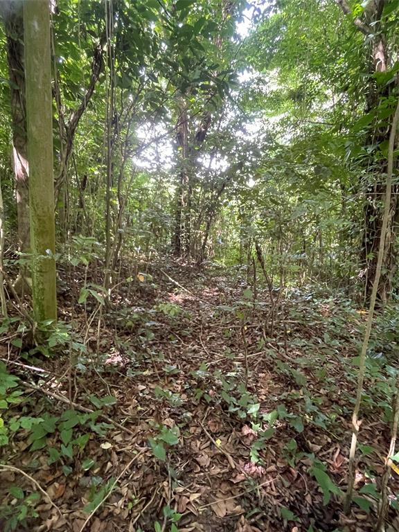 A view of a wooded area with dense trees, foliage, and a leaf-covered forest floor — PR 176 KM6.6 CUPEY ALTO, SAN JUAN, PR