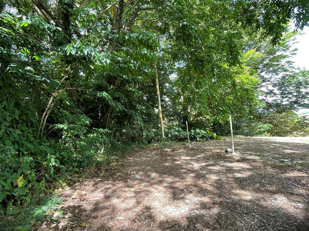 A dirt clearing sits in front of a dense line of trees and foliage — PR 176 KM6.6 CUPEY ALTO, SAN JUAN, PR