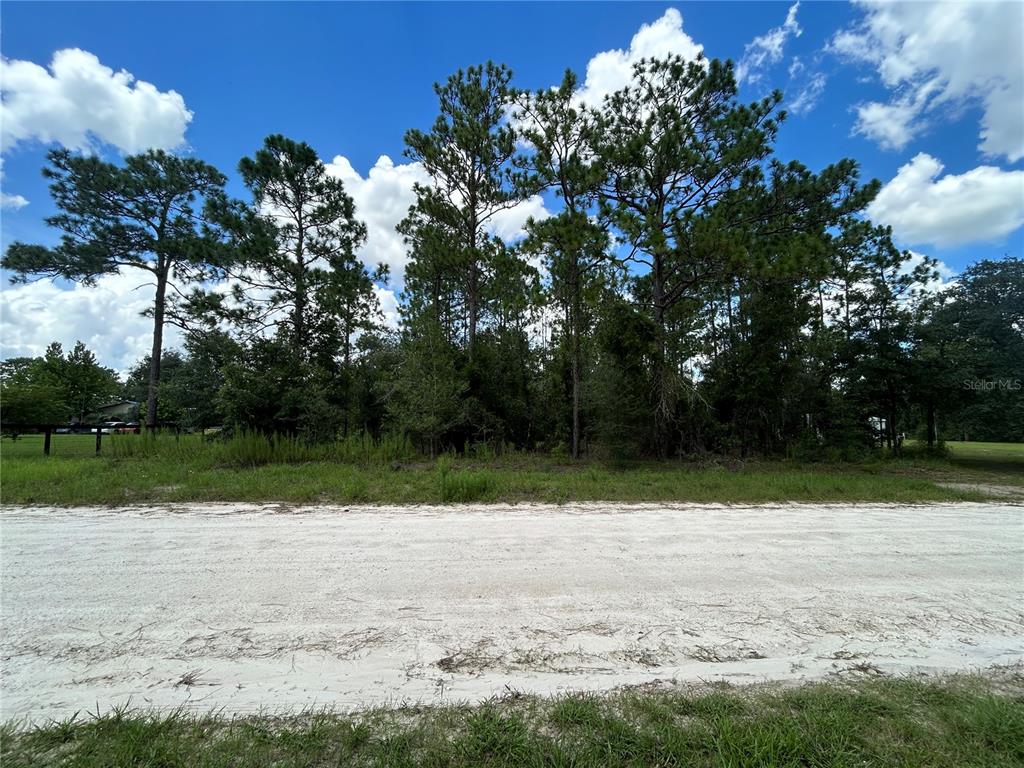 A dirt road runs in front of a wooded lot with tall pine trees — 0000 SE 25TH STREET, MORRISTON, FL