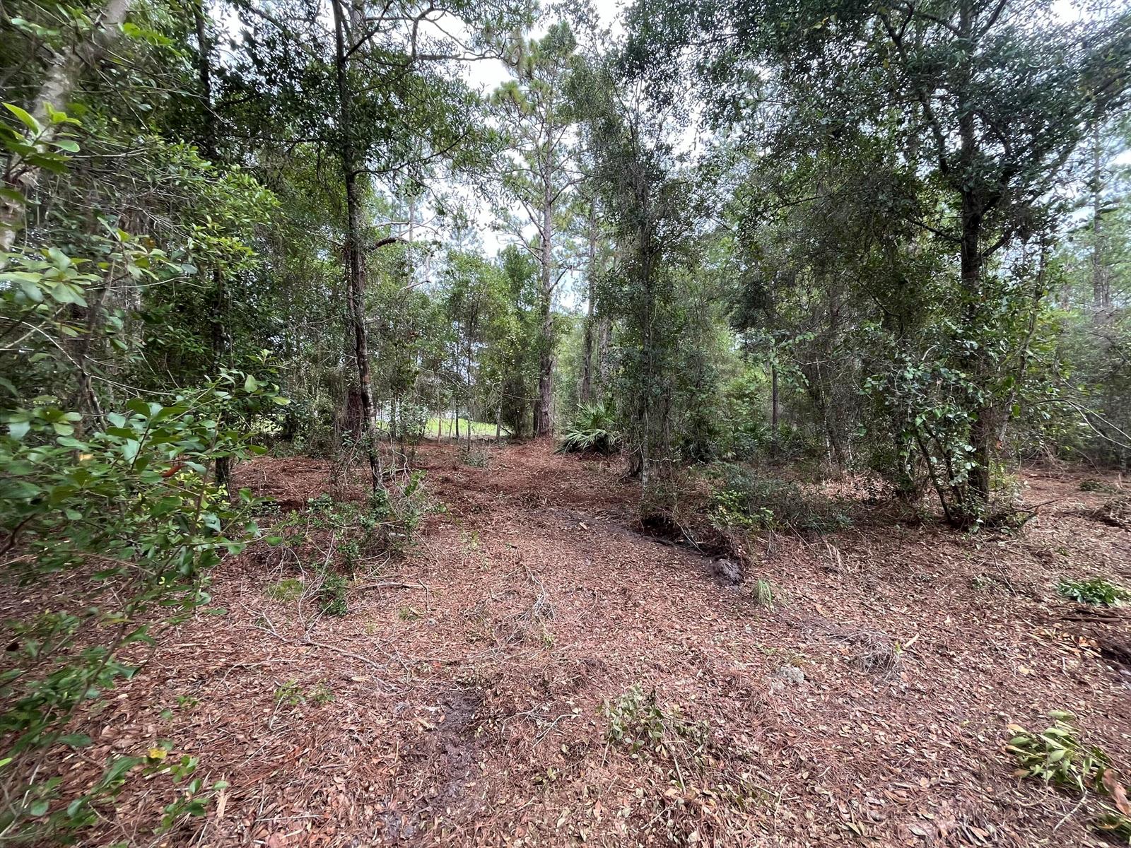 A wooded lot with cleared ground covered in pine needles and scattered trees — 122 Glenside Street, FL 32139, FL