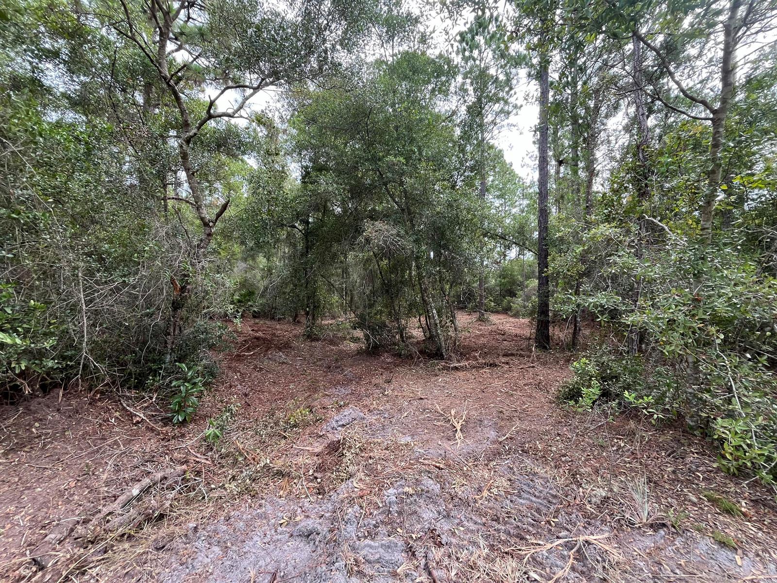 A wooded lot with cleared ground and scattered trees under an overcast sky — 122 Glenside Street, FL 32139, FL