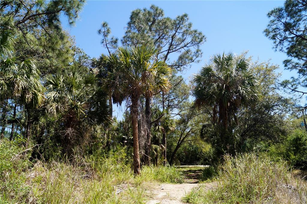 A dirt path leads through a wooded area with palm trees and pine trees — 8370 CHORLEY AVENUE, NORTH PORT, FL