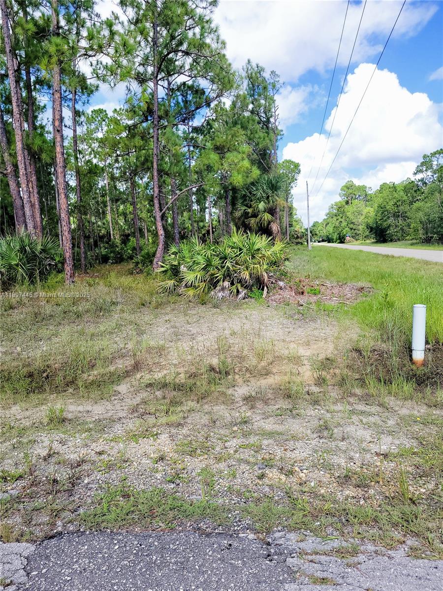 A vacant, grassy lot with pine trees and palmetto bushes sits beside a paved road — 3706  Leeland Heights BLVD E, Lehigh Acres FL 33936, LEHIGH ACRES, FL