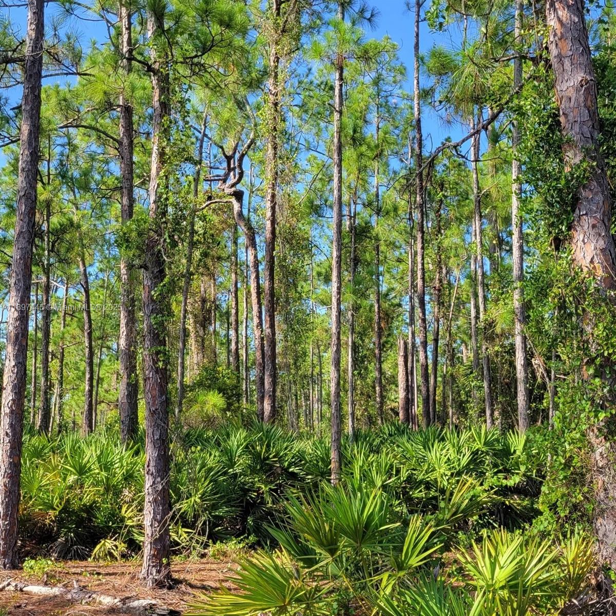 A dense forest of tall pine trees with a thick understory of saw palmetto plants — 3706  Leeland Heights BLVD E, Lehigh Acres FL 33936, LEHIGH ACRES, FL