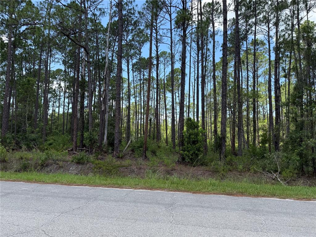 A paved road runs in front of a dense, wooded lot with tall pine trees — 2914 AVOCADO BOULEVARD, BUNNELL, FL