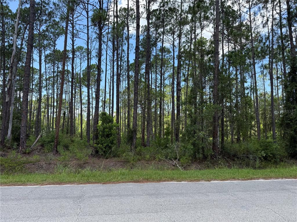 A paved road runs in front of a wooded lot filled with tall pine trees — 2914 AVOCADO BOULEVARD, BUNNELL, FL